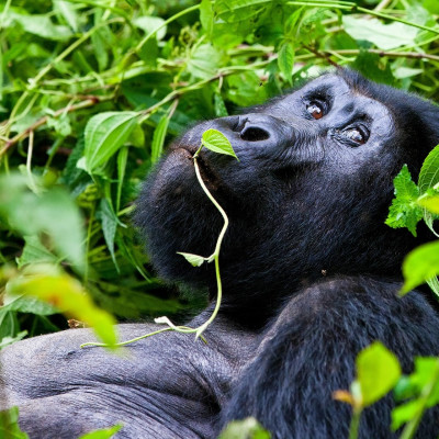 Kenia und Uganda: Safaris und Gorilla-Trekking