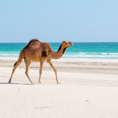 Camels in Salalah, Dhofar - Sultanate of Oman