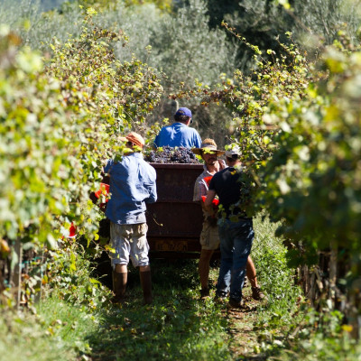Cuisine in Chile - Chile Vineyard Wine tour with Enchanting Travels