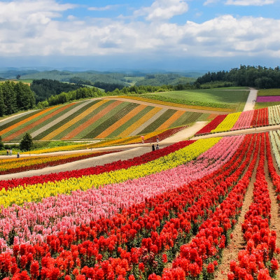 Colorful flower field in sunny day, Biei, Hokkaido