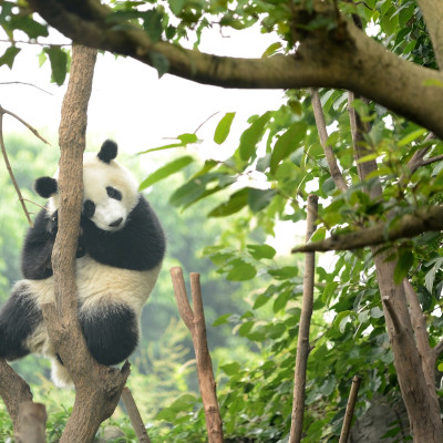 Cub of Giant panda bear sleeping on tree Chengdu, China