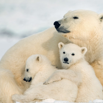 Canada’s Remote Arctic: Northwest Passage to Ellesmere and Axel Heiberg