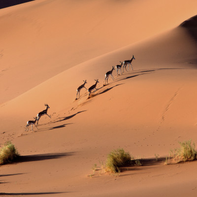 Springboks running in Namib-Naukluft National Park, Namib desert, Namibia, Africa
