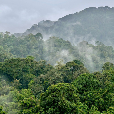 Rainforest Nyungwe, Rwanda, Africa, Landscape - Rwanda travel guide