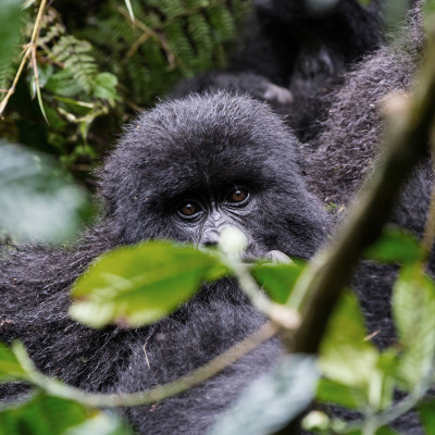 Baby Gorilla in Volcanoes National Park, Rwanda, Africa - things to do in rwanda