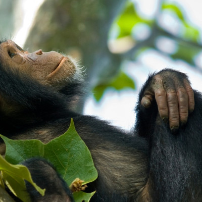 Treffen Sie auf Ruanda Reisen Schimpansen im Nyungwe Forest