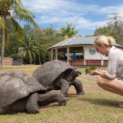 Seychelles safety - Female tourist woman feeding old Aldabra giant tortoises in National Marine Park on Curieuse island, Praslin, Seychelles, Africa - Seychelles travel guide