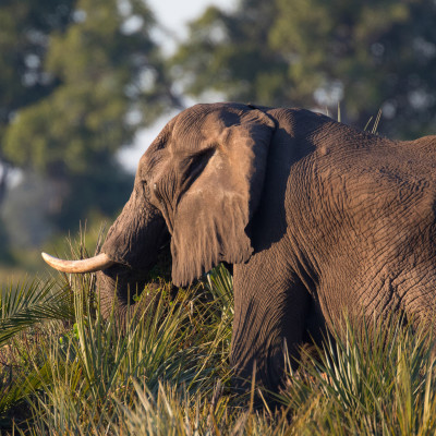 African elephant walking forward, South Africa