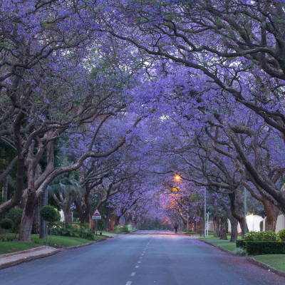 The Jacaranda lined avenues of Houghton, Johannesburg, South Africa