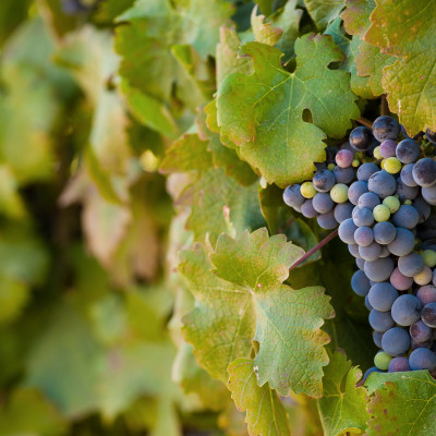 Grapes hanging in the vine just before harvest time in the wine lands of south africa