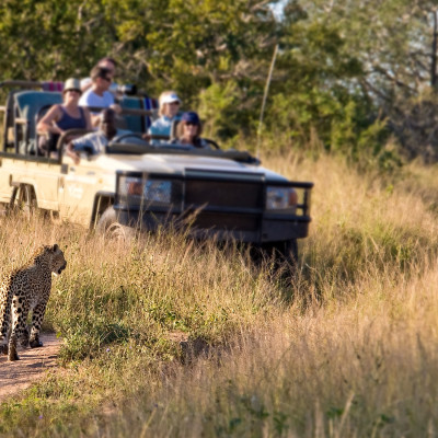 cheetah on a game reserve walk towards the tourists in the game viewing vehicle