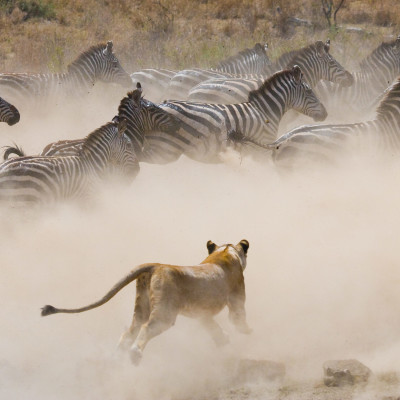 Lioness attack on a zebra. National Park. Kenya. Tanzania. Masai Mara. Serengeti, Africa