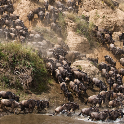 Wildebeests are crossing Mara river. Great Migration. Kenya. Tanzania. Masai Mara National Park