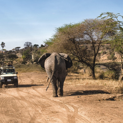 Tourist on safari taking pictures of Elephant passing by at the Serengeti National Park, Tanzania, Africa