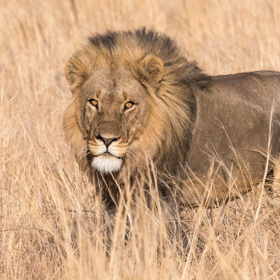 Best of Botswana: Okavango Delta and Chobe