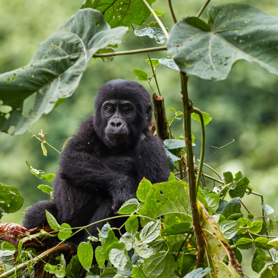 Gorilla young in Bwindi National Park, Uganda, Africa