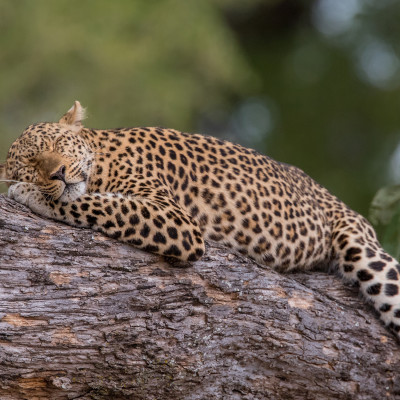 Leopard in the South Luangwa NP, Zambia, Africa