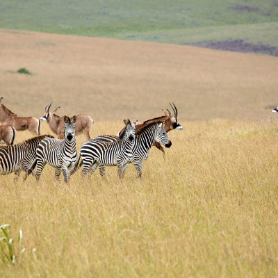 Roan Antilope and zebra at Nyika plateau, Malawi, Africa