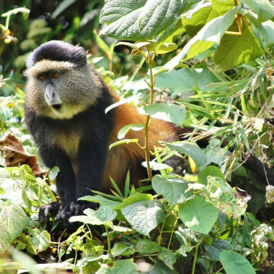 Enchanting Travels African safari parks to see - Golden Monkey, Volcanoes National Park