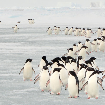 Enchanting Travels Antarctica Tours Annual migration of Adélie penguins