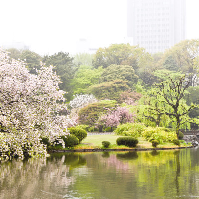 Cherry Blossoms in Japanese Garden near Shinjuku, Tokyo, Japan