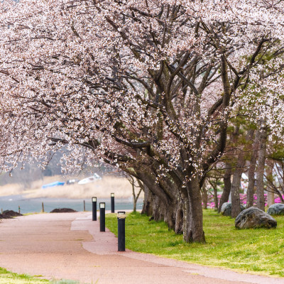 Cherry blossoms along walking path at Kawaguchiko Lake during Hanami festival, Japan