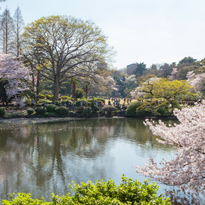 Pond and Cherry Blossom trees in Shinjuku Gyoen national garden, Tokyo, Japan