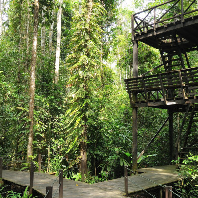 Enchanting Travels Asia Malaysia Kinabatangan - Abai Jungle Lodge -Bird Tower (2)