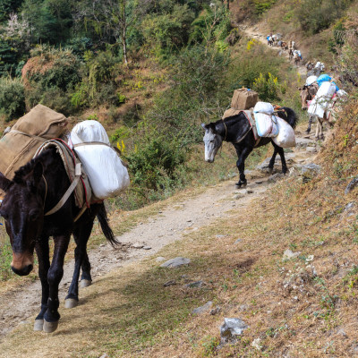 Long caravan of laden mules follows the Himalayan path. Nepal, Himalaya, Asia