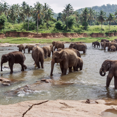 elephants in pinnawela sri lanka, Asia