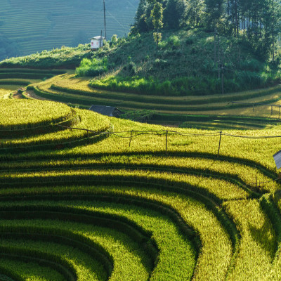 Terraced rice field in harvest season in Mu Cang Chai, Vietnam, Asia