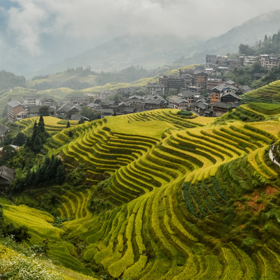 View of ripen rice terraces in Guilin, China, in harvest time. Clouds above rice terrace and mountains village on the right