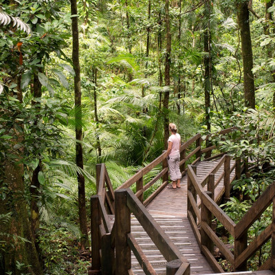 Enchanting Travels - Australia Tours-Daintree National Park, rainforest scenery in Queensland