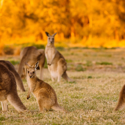 Australien: Roadtrip entlang der Great Southern Route