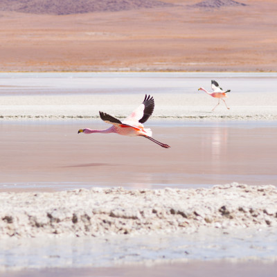 Pink flamingo flying over Laguna Hedionda, Andean Highlands of Bolivia, South America