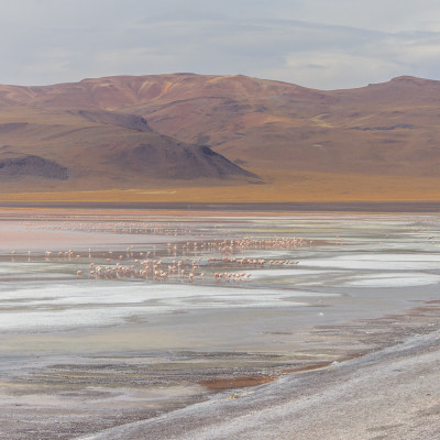 colorful lake laguna colorada in the salar the uyuni, bolivia, South America