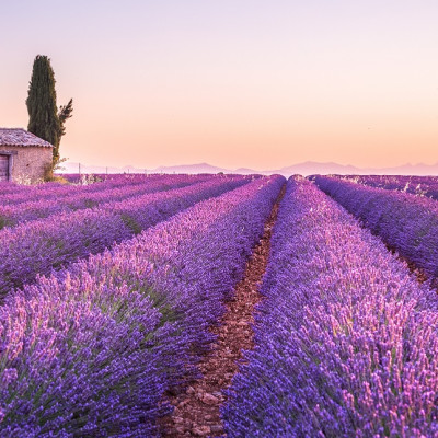 Valensole lavender fields, Provence, France, Europe