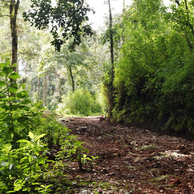 Enchanting Travels Guatemala Tours Birdwatching-DSC05400