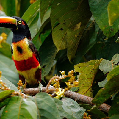 Enchanting Travels Guatemala Tour Birdwatching travel in central America