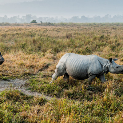 Indian rhinoceros in Kaziranga National Park, India