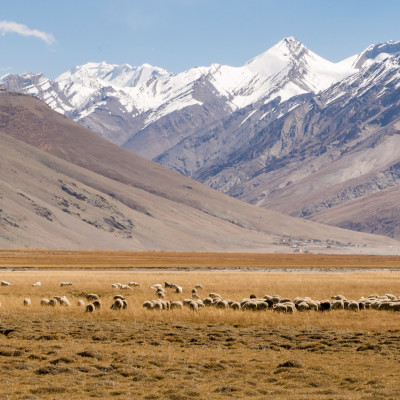 A Nomad with his sheep herd in Zanskar Valley, India