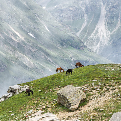 A herd of horses grazing, Rohtang Pass, Leh - Manali Highway - Tibet, Himalayas, Himachal Pradesh, Northern India