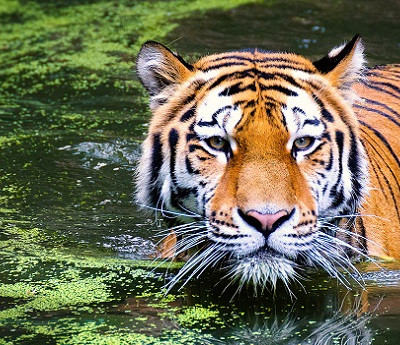 Enchanting Travels India Tours Tiger Safari