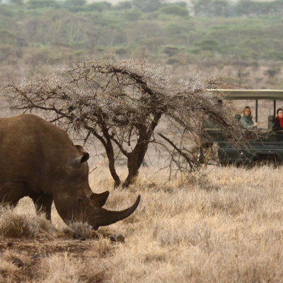 Top 10 Things To Do in Kenya - wildlife safari in Lewa