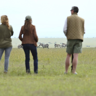 Zebra watching in Laikipia - Ol Pejeta / Solio, Kenya
