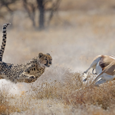 Enchanting Travels Namibia Tours Cheetah hunting springbuck in Etosha National Park