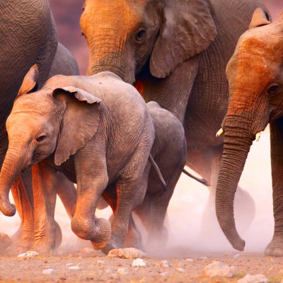 Enchanting Travels - Namibia Tours - Damaraland Twyfelfontein - Damaraland Camp - Elephant herd on the run