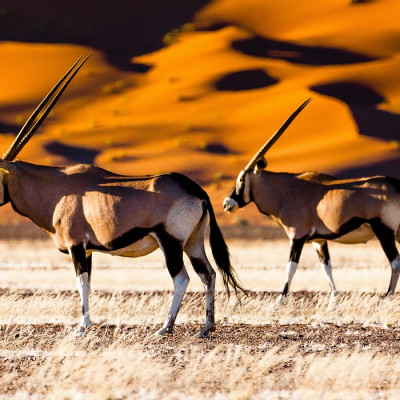 Enchanting Travels Namibia Tours Oryx and dunes - Sossusvlei - Namibia