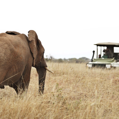 Enchanting Travels Olivers-camp-game-drives-elephant