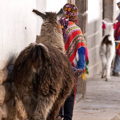 Peru Girl and Alpacas at Sacsayhuaman, Cusco Peru, South America